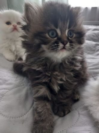 Reinrassige Perser Kitten
