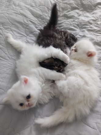 Reinrassige Perser Kitten