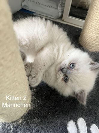Blue Point Kitten BKH mix