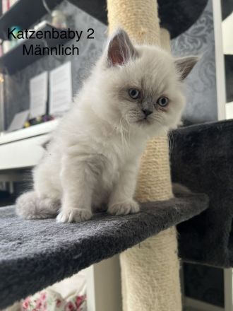 Blue Point Kitten BKH mix