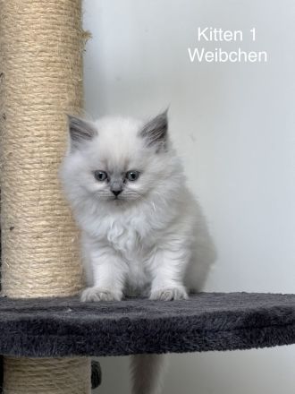 Blue Point Kitten BKH mix