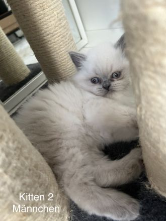 Blue Point Kitten BKH mix