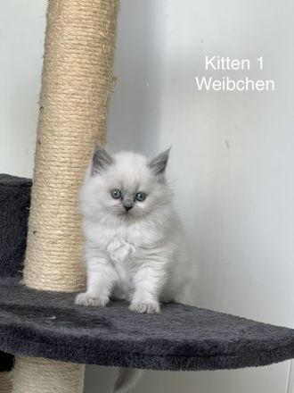Blue Point Kitten BKH mix