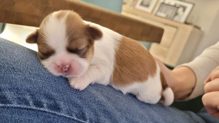 Shih tzu Welpen reinrassig