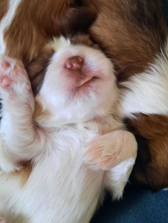 Shih tzu Welpen reinrassig