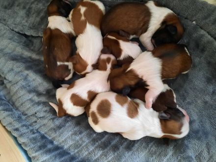 Shih tzu Welpen reinrassig