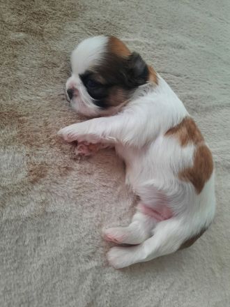 Shih tzu Welpen reinrassig