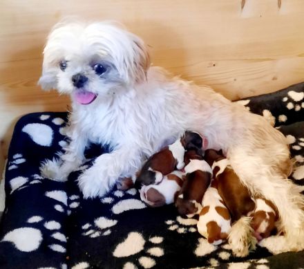 Shih tzu Welpen reinrassig