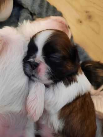 Shih tzu Welpen reinrassig