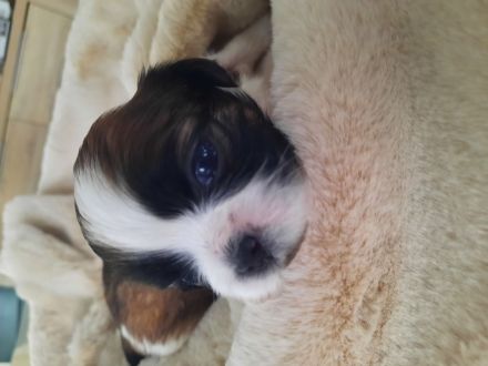 Shih tzu Welpen reinrassig