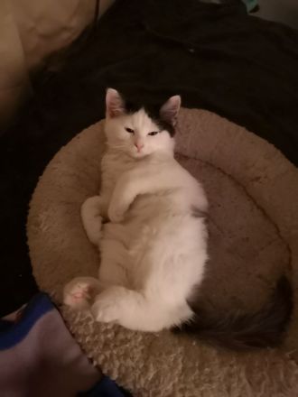 Katzenbabys Ragdoll Türkisch Van