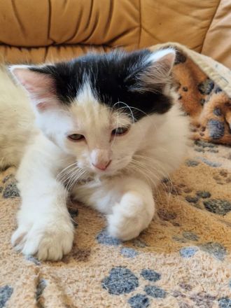 Katzenbabys Ragdoll Türkisch Van