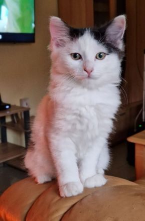 Katzenbabys Ragdoll Türkisch Van