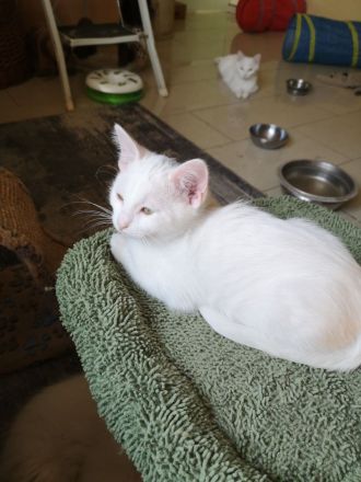 Katzenbabys Ragdoll Türkisch Van