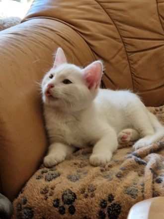 Katzenbabys Ragdoll Türkisch Van