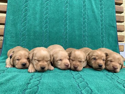 Reinrassige Labradorwelpen in Foxred