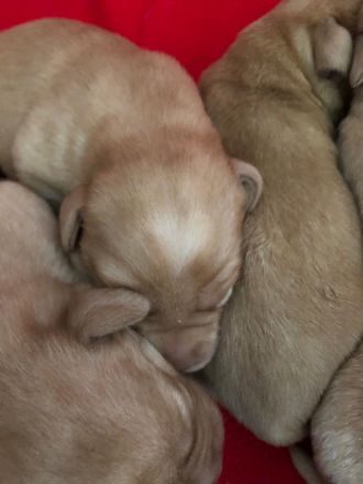 Reinrassige Labradorwelpen in Foxred