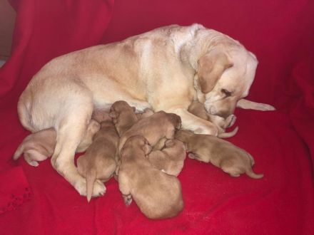 Reinrassige Labradorwelpen in Foxred
