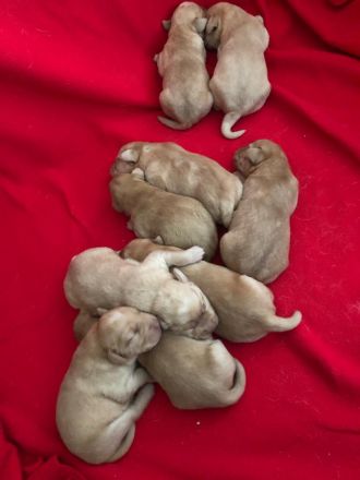 Reinrassige Labradorwelpen in Foxred