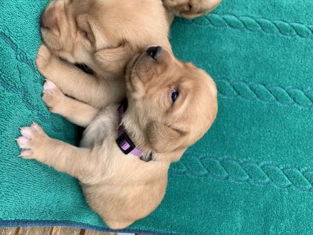 Reinrassige Labradorwelpen in Foxred