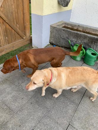 Reinrassige Labradorwelpen in Foxred