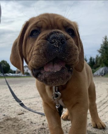 Reinrassiger Bordeaux Doggen Deckrüde zur Hobbyzucht
