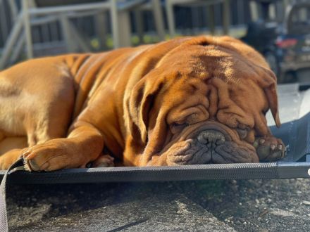 Reinrassiger Bordeaux Doggen Deckrüde zur Hobbyzucht