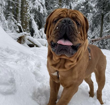 Reinrassiger Bordeaux Doggen Deckrüde zur Hobbyzucht