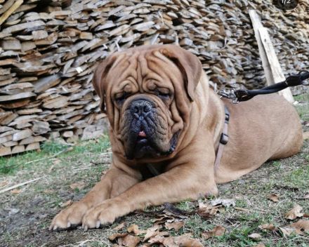 Reinrassiger Bordeaux Doggen Deckrüde zur Hobbyzucht