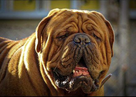 Reinrassiger Bordeaux Doggen Deckrüde zur Hobbyzucht