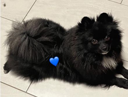 Zwergspitz m. Ahnentafel