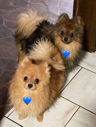 Zwergspitz m. Ahnentafel