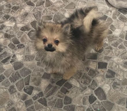 Zwergspitz m. Ahnentafel