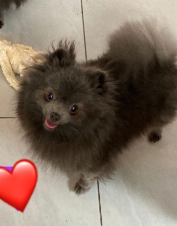 Zwergspitz m. Ahnentafel