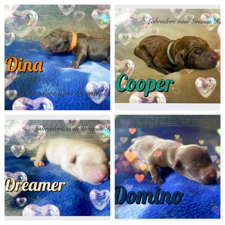 Labrador Welpen- Duale Linie mit Ahnentafel