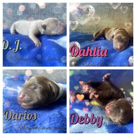 Labrador Welpen- Duale Linie mit Ahnentafel
