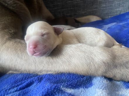 Labrador Welpen- Duale Linie mit Ahnentafel