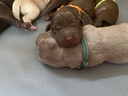 Labrador Welpen- Duale Linie mit Ahnentafel