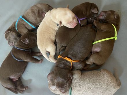 Labrador Welpen- Duale Linie mit Ahnentafel