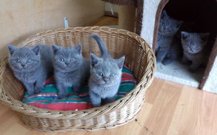 Reinrassige BKH Kitten, in einer wunderschöne Farbe blau