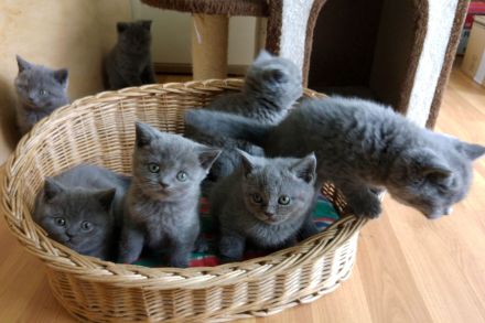 Reinrassige BKH Kitten, in einer wunderschöne Farbe blau