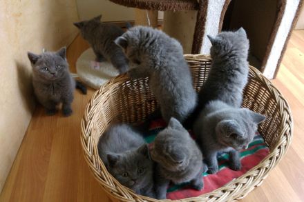 Reinrassige BKH Kitten, in einer wunderschöne Farbe blau