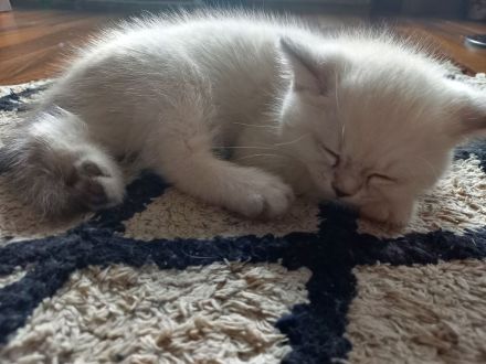 Bkh britischekurzhaar katzen kitten