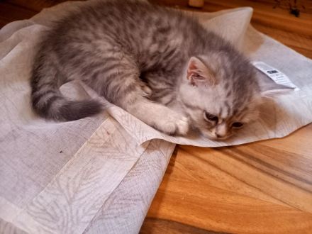 Bkh britischekurzhaar katzen kitten