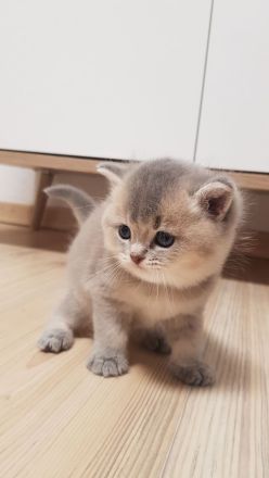 BKH Kitten❤❤❤