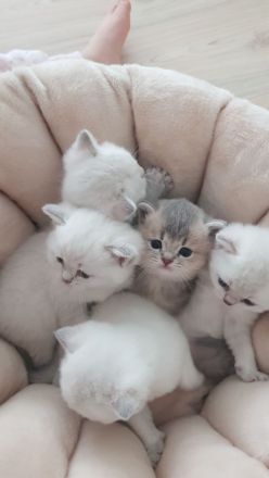 BKH Kitten❤❤❤