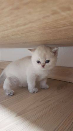 BKH Kitten❤❤❤
