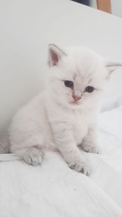 BKH Kitten❤❤❤