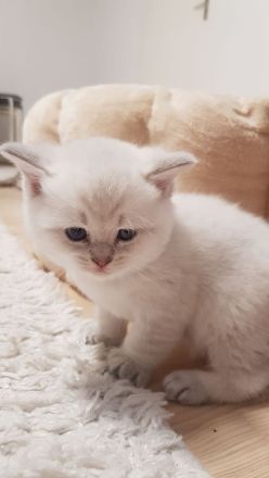BKH Kitten❤❤❤