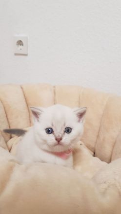 BKH Kitten❤❤❤